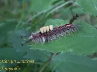 Witvlakvlinder [Orgyia antiqua]